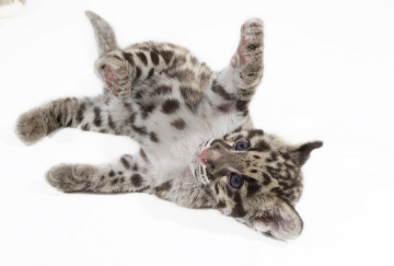 baby clouded leopard