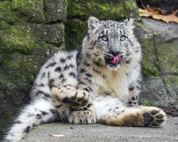 baby snow leopard